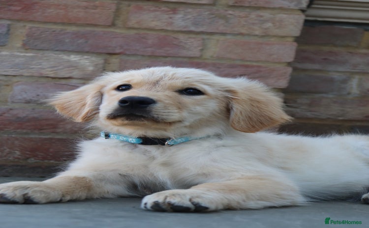 Golden Retriever dogs - Advert 1