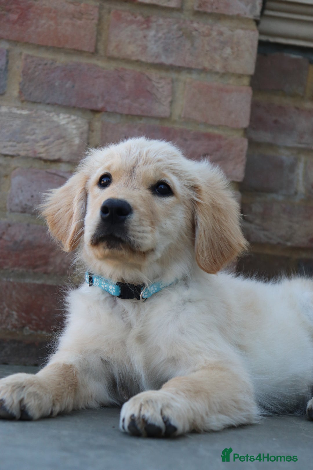 Golden Retriever dogs for sale: Golden retriever  - Image 1