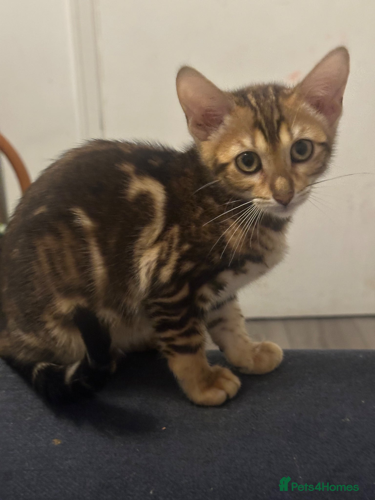 Bengal cats Stunning pure breed Bengal kittens - Advert 7