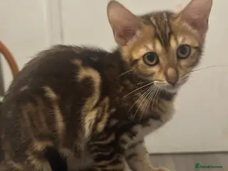 Bengal cats Stunning pure breed Bengal kittens - Advert 7