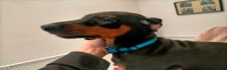 Dobermann dogs for sale: Dobermann puppies - Advert 8