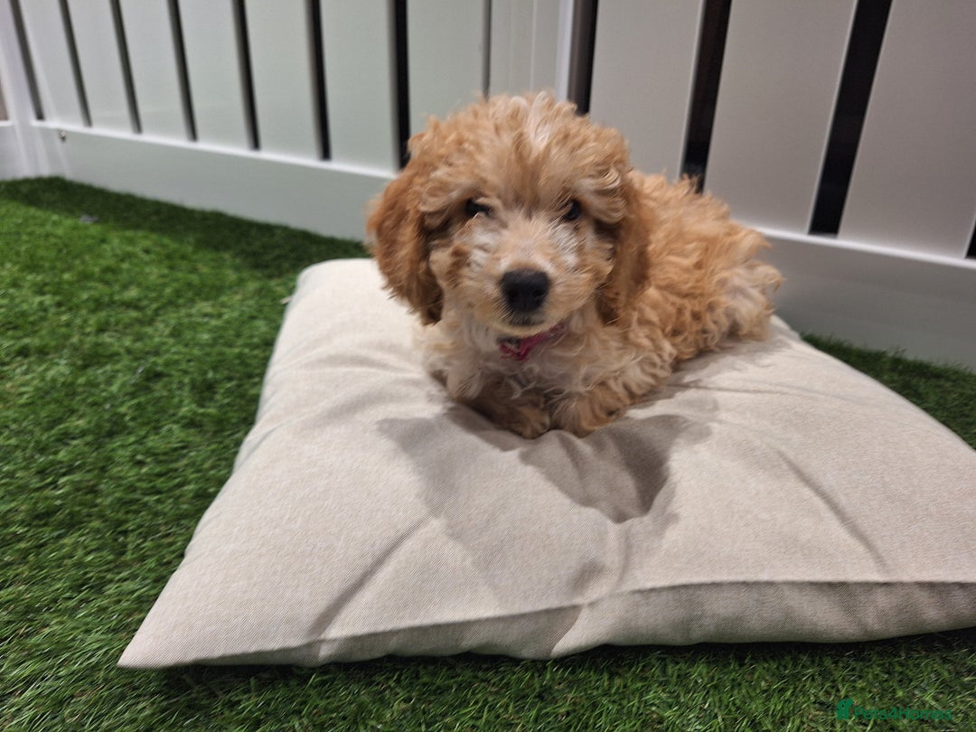 Cockapoo dogs for sale: 🐾STUNNING F1 COCKERPOOS HEALTH TESTED PARENTS 🐾 - Image 6