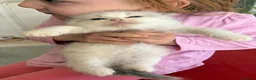 Ragdoll cats for sale: Pedigree Ragdoll babies Ready now - Advert 12
