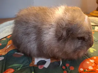 Guinea Pig rodents Beautiful Swiss Boars Baby /Young Adult - Advert 16