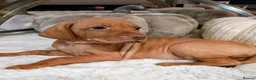 Hungarian Vizsla dogs for sale: Beautiful Hungarian Vizsla Puppies 4 Girls 2 Boys - Advert 20