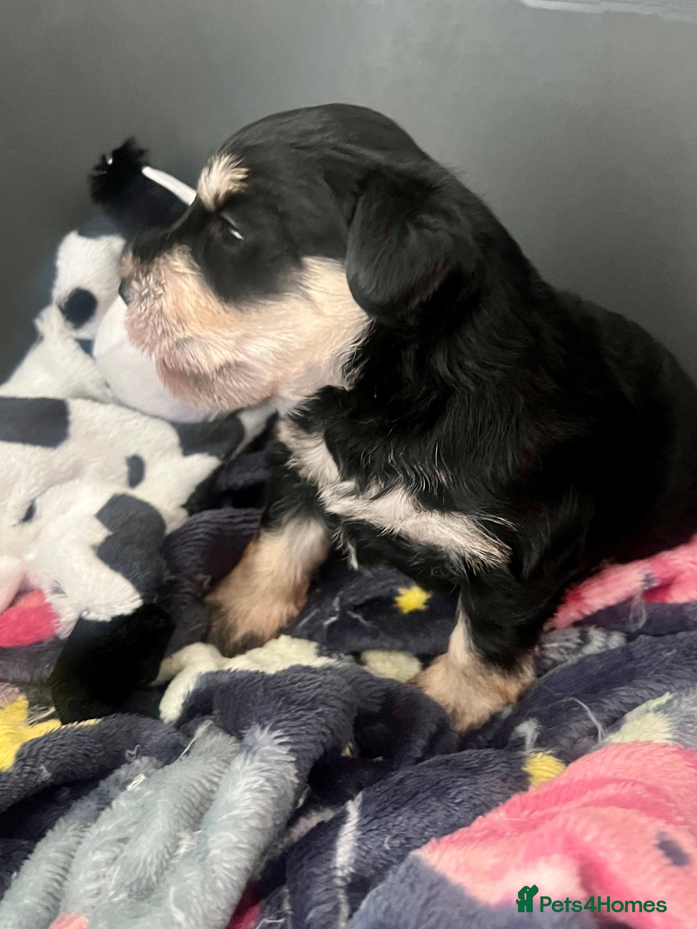 Schnoodle dogs 💙🐾Stanley🐾💙 The Schnauzer/Schnoodle🐾💙 - Advert 1