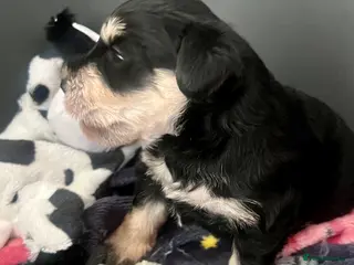 Schnoodle dogs 💙🐾Stanley🐾💙 The Schnauzer/Schnoodle🐾💙 - Advert 1