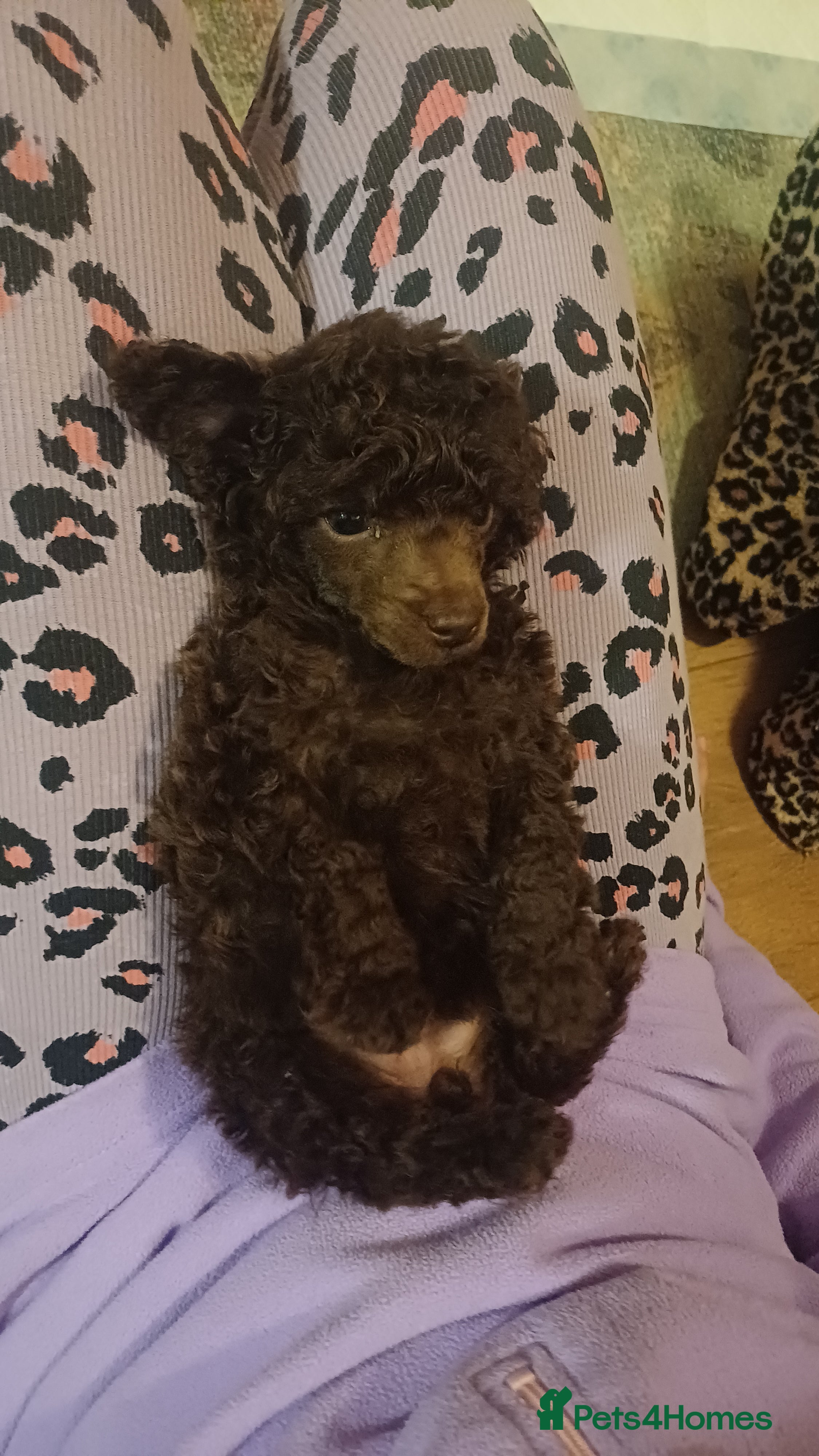 Toy Poodle dogs Female toy poodle chocolate  - Advert 4