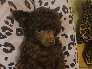 Toy Poodle dogs Female toy poodle chocolate - Advert 16