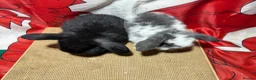 Mini Lop rabbits for sale: Gorgeous Pure bred Mini lops - Advert 5