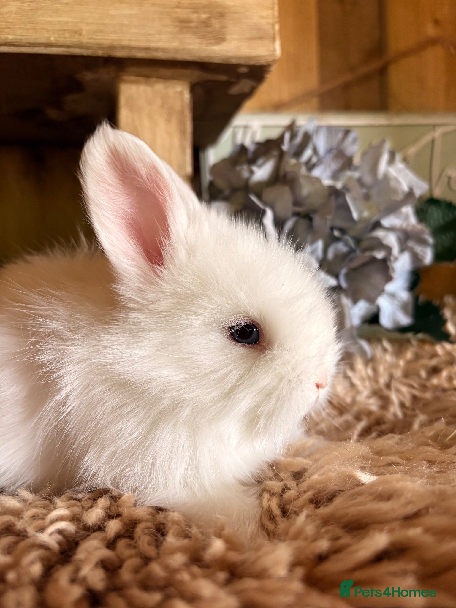 Angora rabbits 🤎Beautiful English full faced Angora Babies🤍 - Advert 7