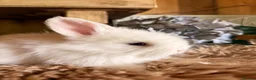 Angora rabbits for sale: 🤎Beautiful English full faced Angora Babies🤍 in Saltburn-by-the-Sea - Advert 1
