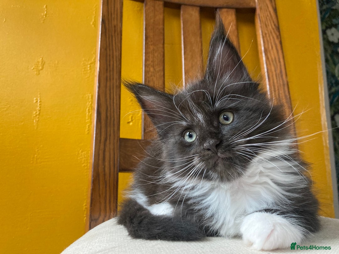 Maine Coon cats for sale: Pedigree Maine Coon Kittens (TICA) - Image 18