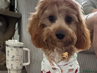 Cavapoo dogs - Advert 1