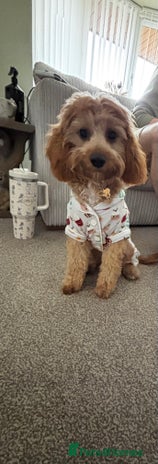 Cavapoo dogs - Advert 1