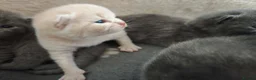 British Shorthair cats for sale: Fluffy kittens looking for loving homes!  - Advert 3