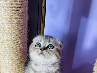 Scottish Fold cats Beautiful litter looking for new homes ❤️❤️ - Advert 4