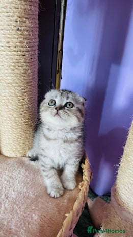 Scottish Fold cats Beautiful litter looking for new homes ❤️❤️ - Advert 4