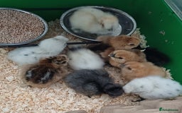 Chickens poultry for sale: Silkie chicks, showgirls and standard - Image 2