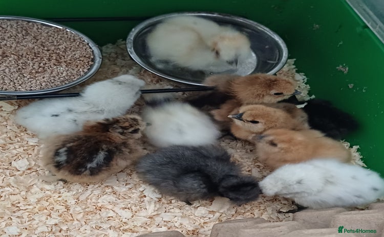 Chickens poultry - Advert 6