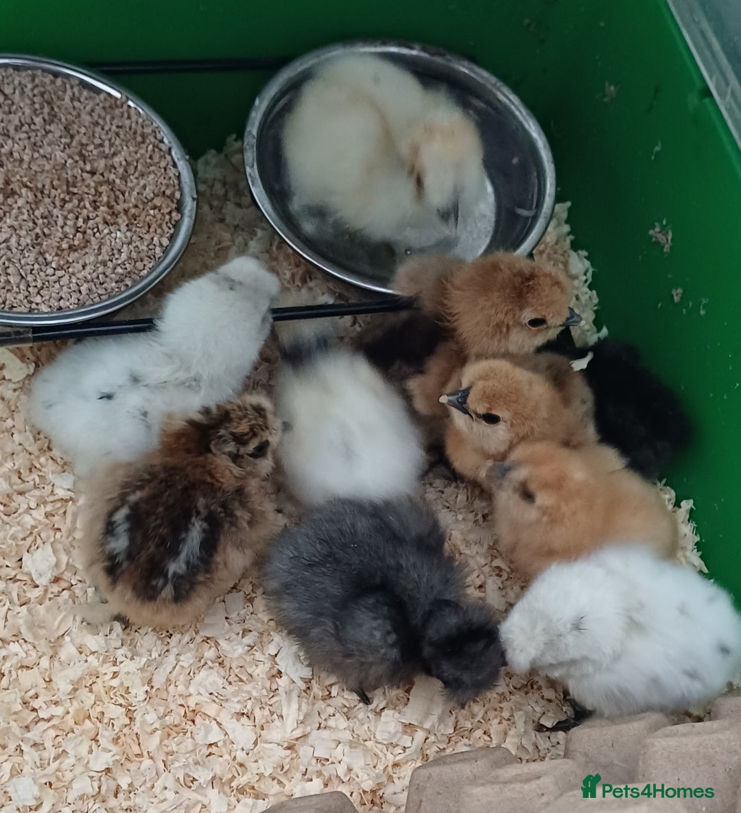 Chickens poultry for sale: Silkie chicks, showgirls and standard - Image 2