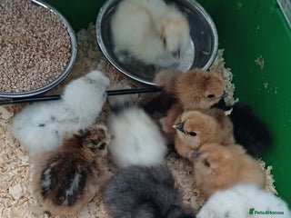 Chickens poultry - Advert 6