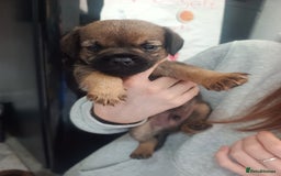 Border Terrier dogs for sale: Border terrier pups  - Image 8