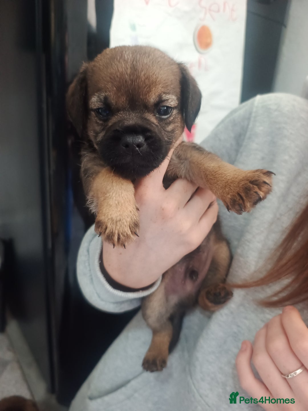 Border Terrier dogs for sale: Border terrier pups  - Image 8