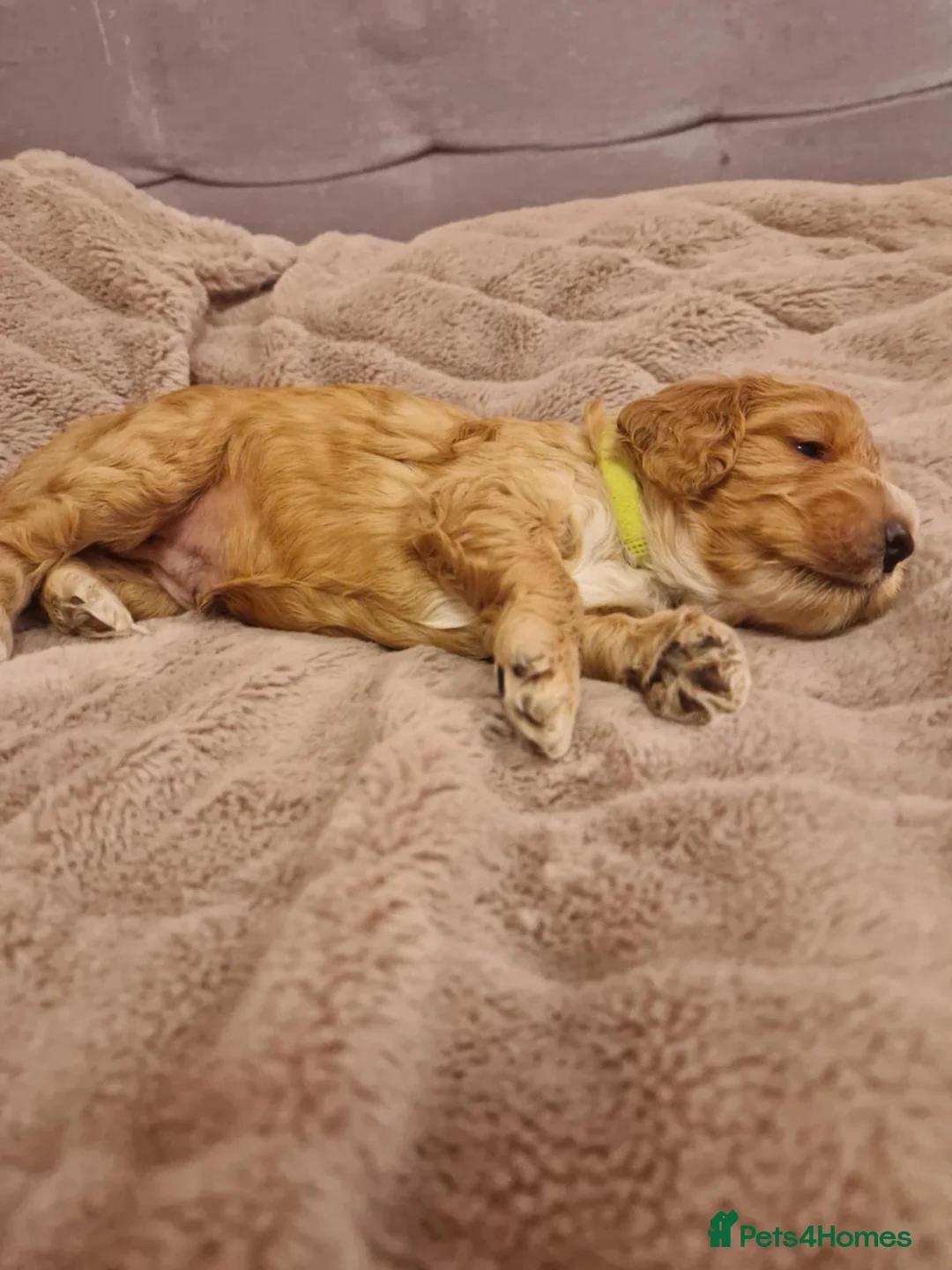 Cockapoo dogs for sale: F2 Cockapoo Puppies - Advert 34