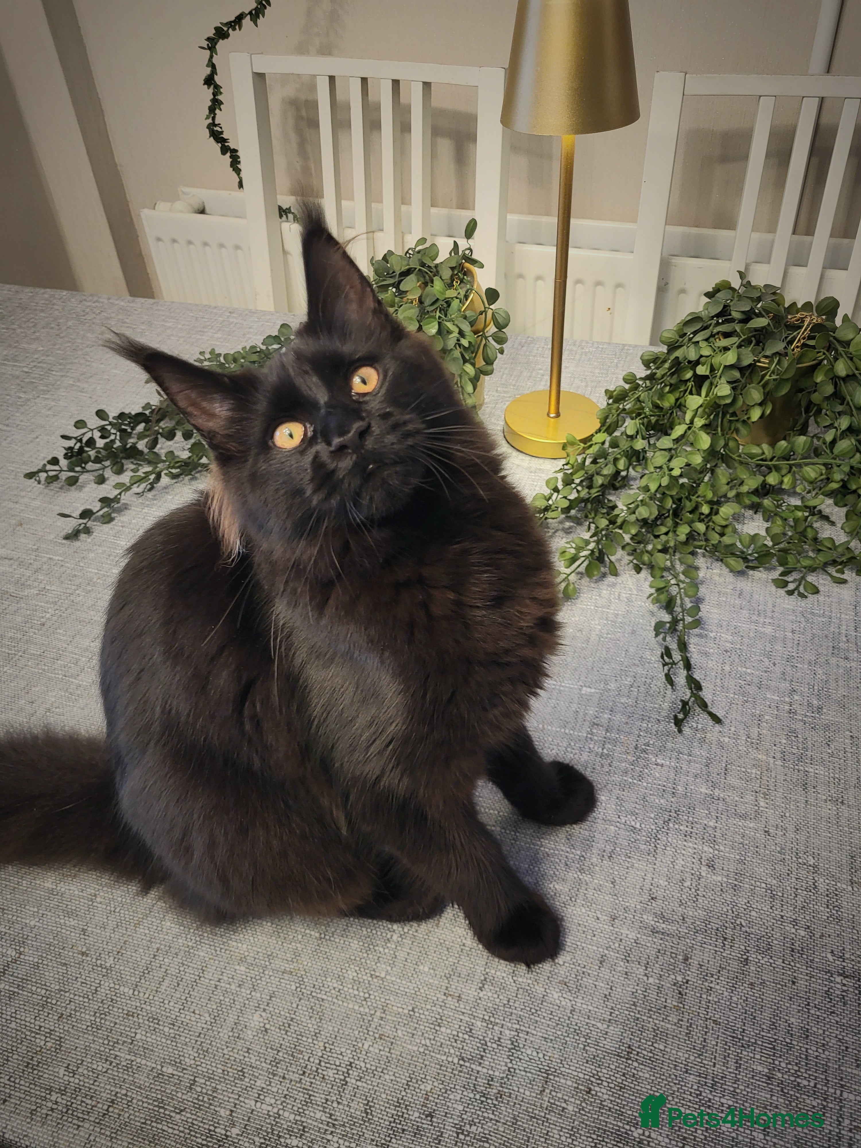 Maine Coon cats Beautiful Maine coon ready for her forever 🏡  - Advert 18