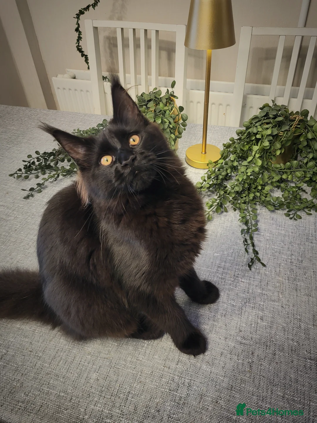 Maine Coon cats for sale: Beautiful Maine coon ready for her forever 🏡  - Advert 9