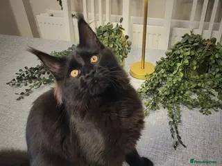 Maine Coon cats Beautiful Maine coon ready for her forever 🏡 - Advert 18