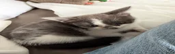Domestic Shorthair cats for sale: Beautiful female and male kittens x2 - Advert 6