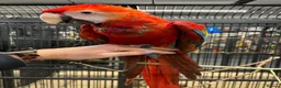 Macaws birds for sale: GORGEOUS VIBRANT BABY HANDREARED SCARLET  - Advert 10