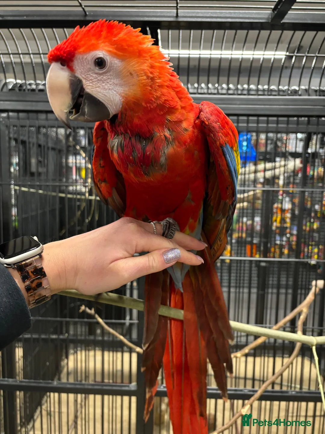 Macaws birds for sale: GORGEOUS VIBRANT BABY HANDREARED SCARLET  - Advert 10