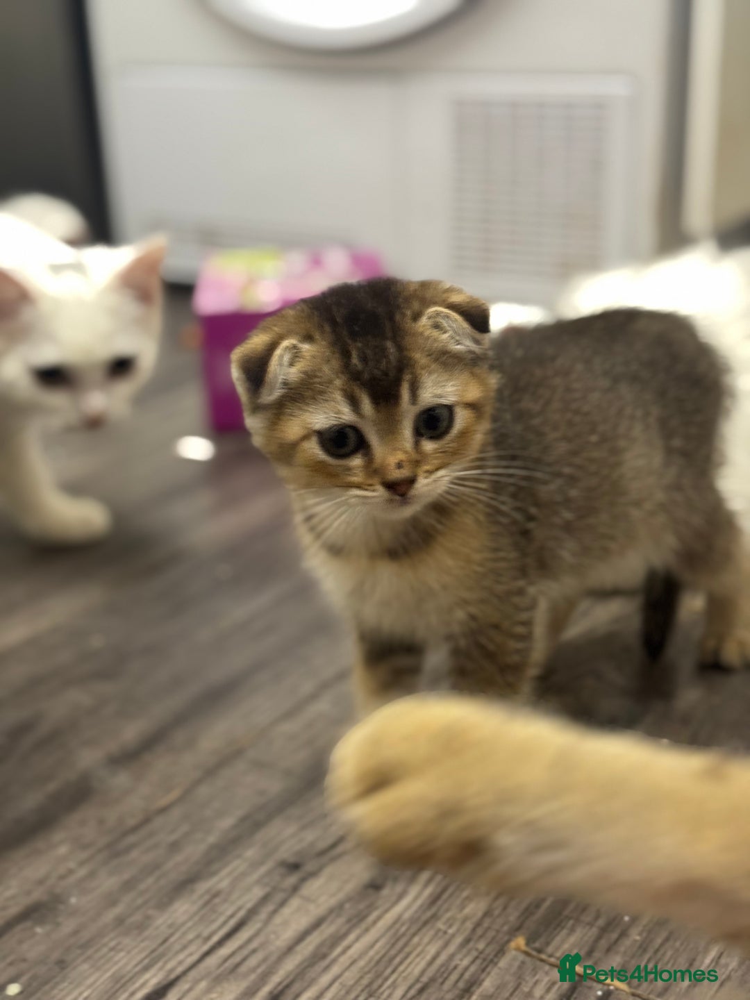 Scottish Fold cats for sale: Golden Scottish fold  - Image 11
