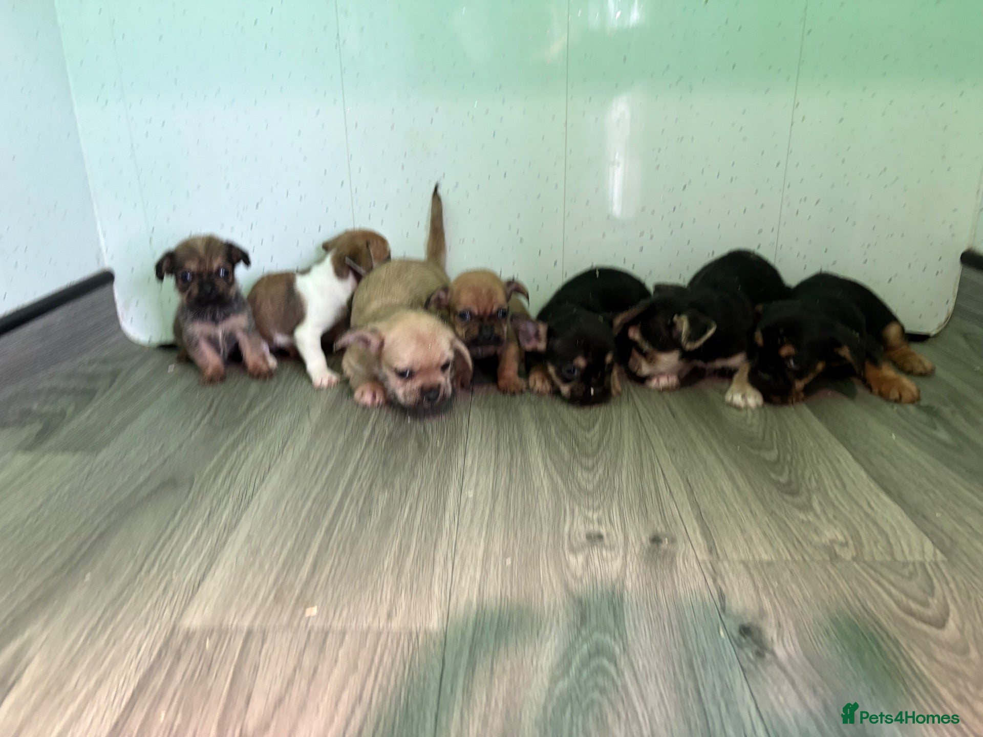 Chihuahua dogs for sale: Stunning Chihuahua puppies - Advert 19