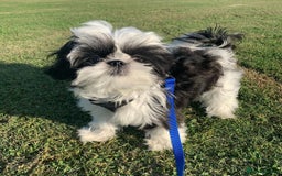 Shih Tzu dogs for sale: Shih Tzu for Rehome - Image 1