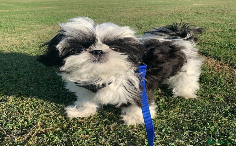 Shih Tzu dogs - Advert 1