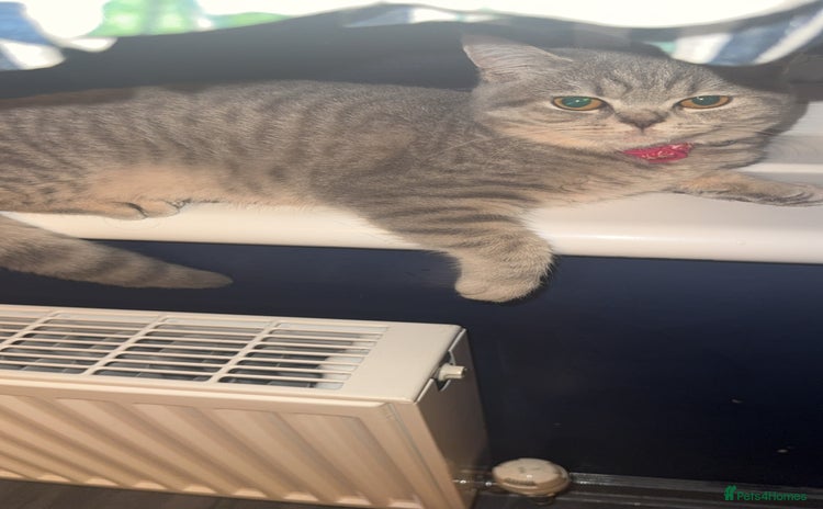 British Shorthair cats - Advert 11