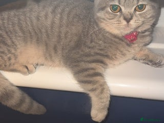 British Shorthair cats BritishShorthair,litter trained! 13 weeks - Advert 12