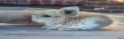 Mini Lop rabbits for sale: Mini lop babies. Both boys and girls available  - Advert 8
