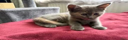 Mixed Breed cats for sale: Four Adorable Kittens Looking for Forever Homes - Advert 8