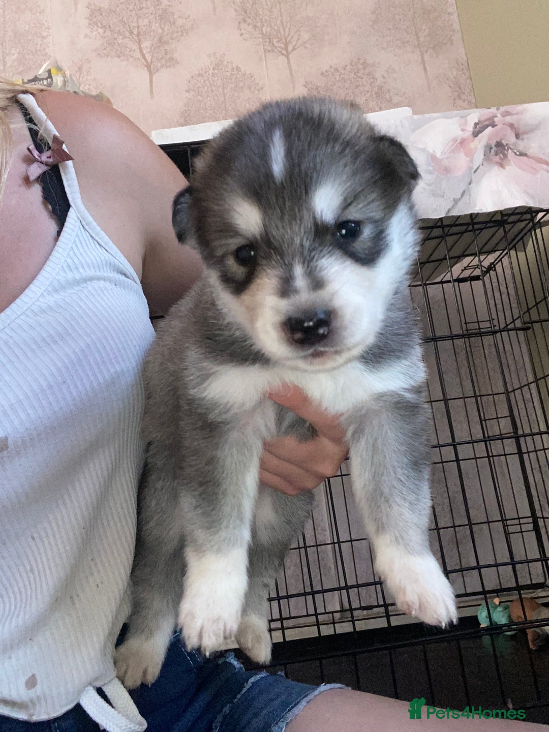 Alaskan Malamute dogs for sale: Alaskan malamute puppy’s  in Newark - Image 1