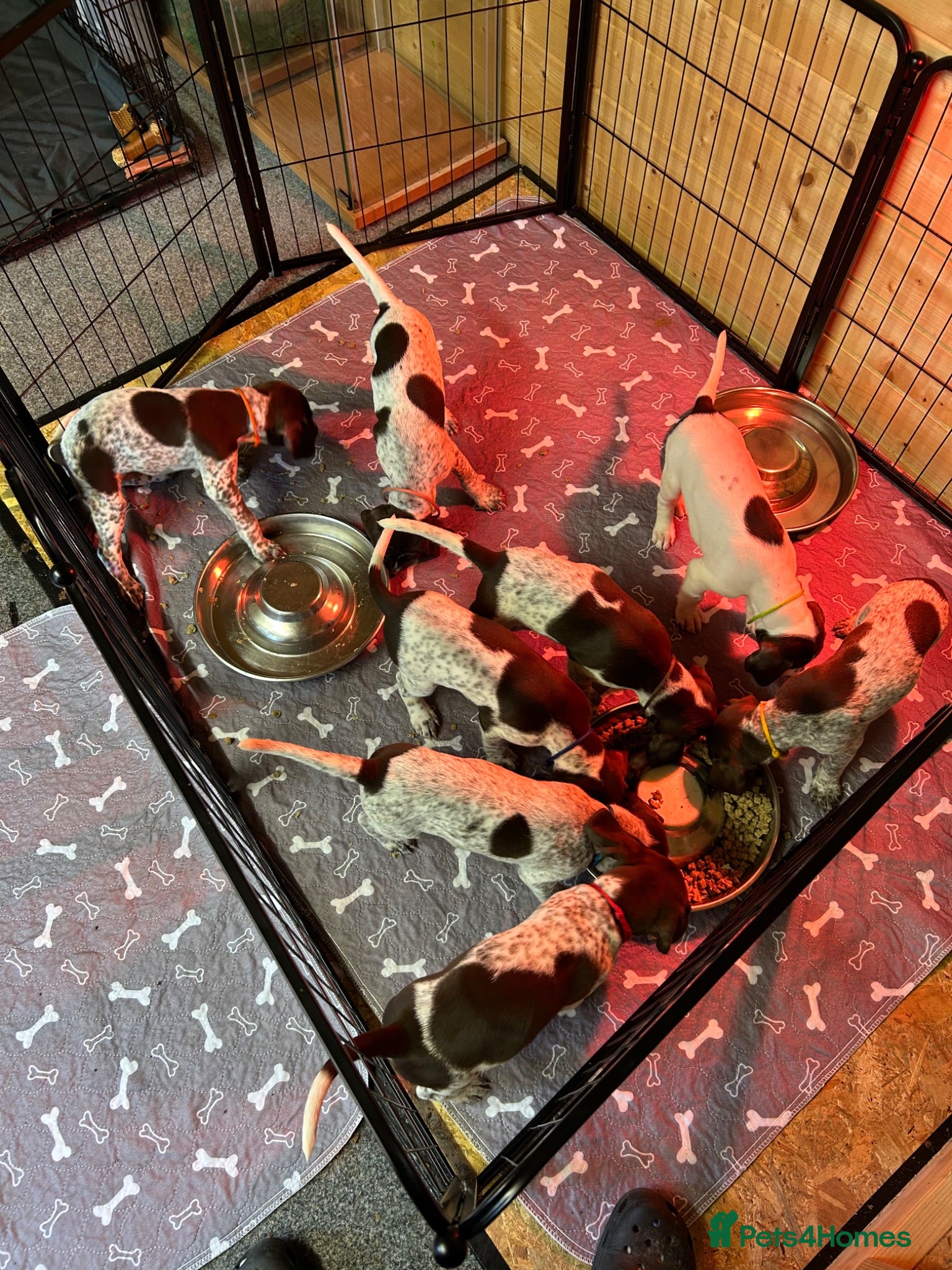 German Shorthaired Pointer dogs KC Registered German Shorthaired pointer puppies  - Advert 1
