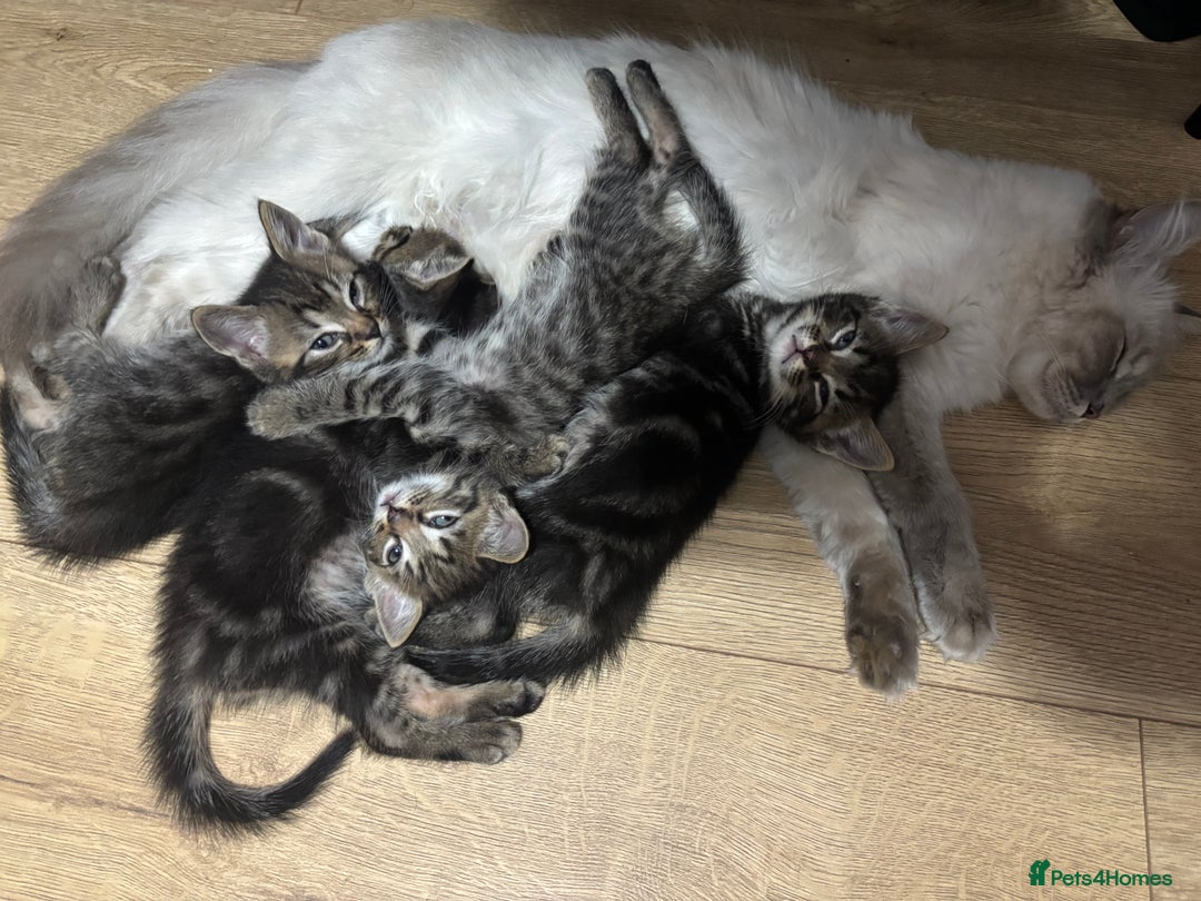 Ragdoll cats for sale: Kittens - Image 1