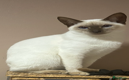 Siamese cats for sale: Half Siamese kittens  - Image 8