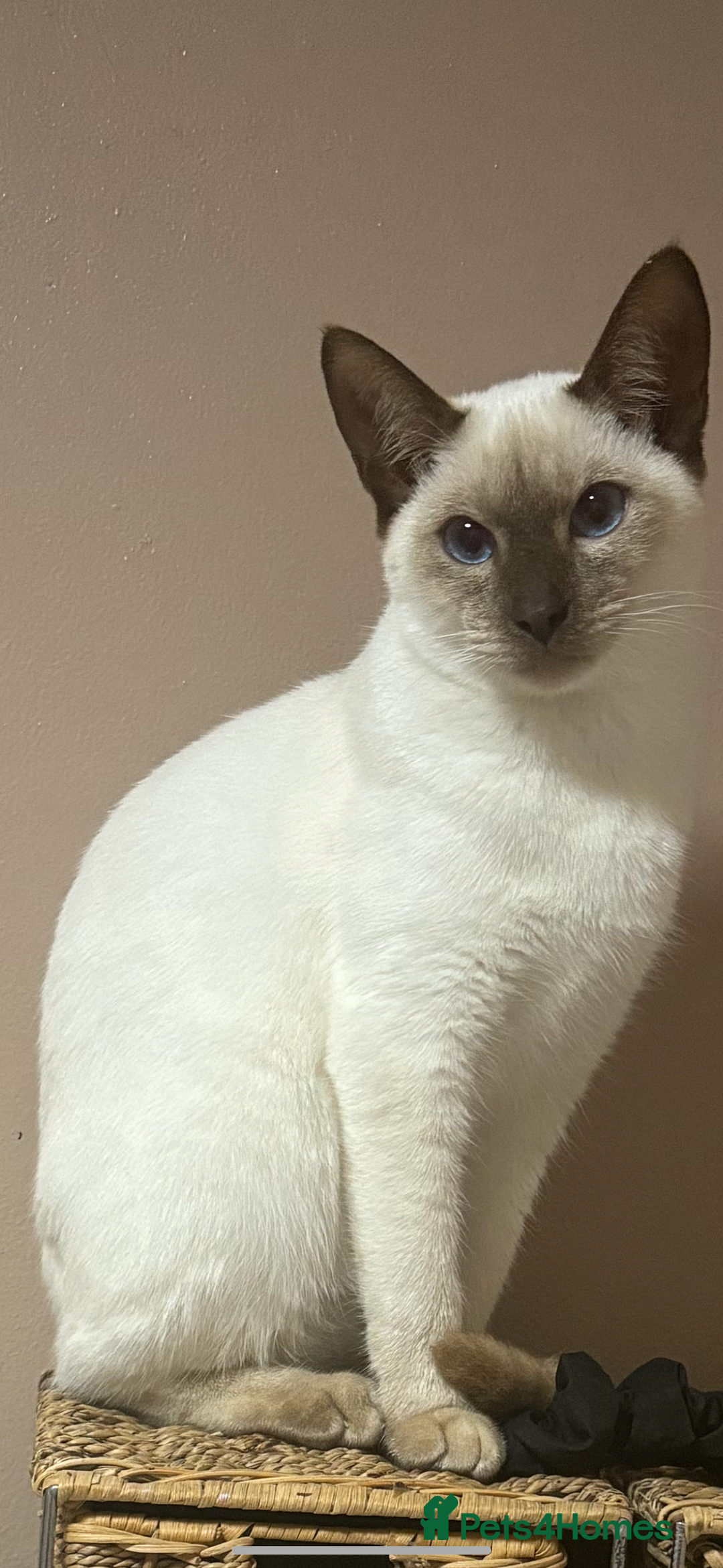 Siamese cats for sale: Half Siamese kittens  - Image 8