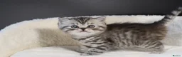 Scottish Fold cats for sale: LICENSED CATTERY, PURE BREED TOP QUALITY KITTENS - Advert 12