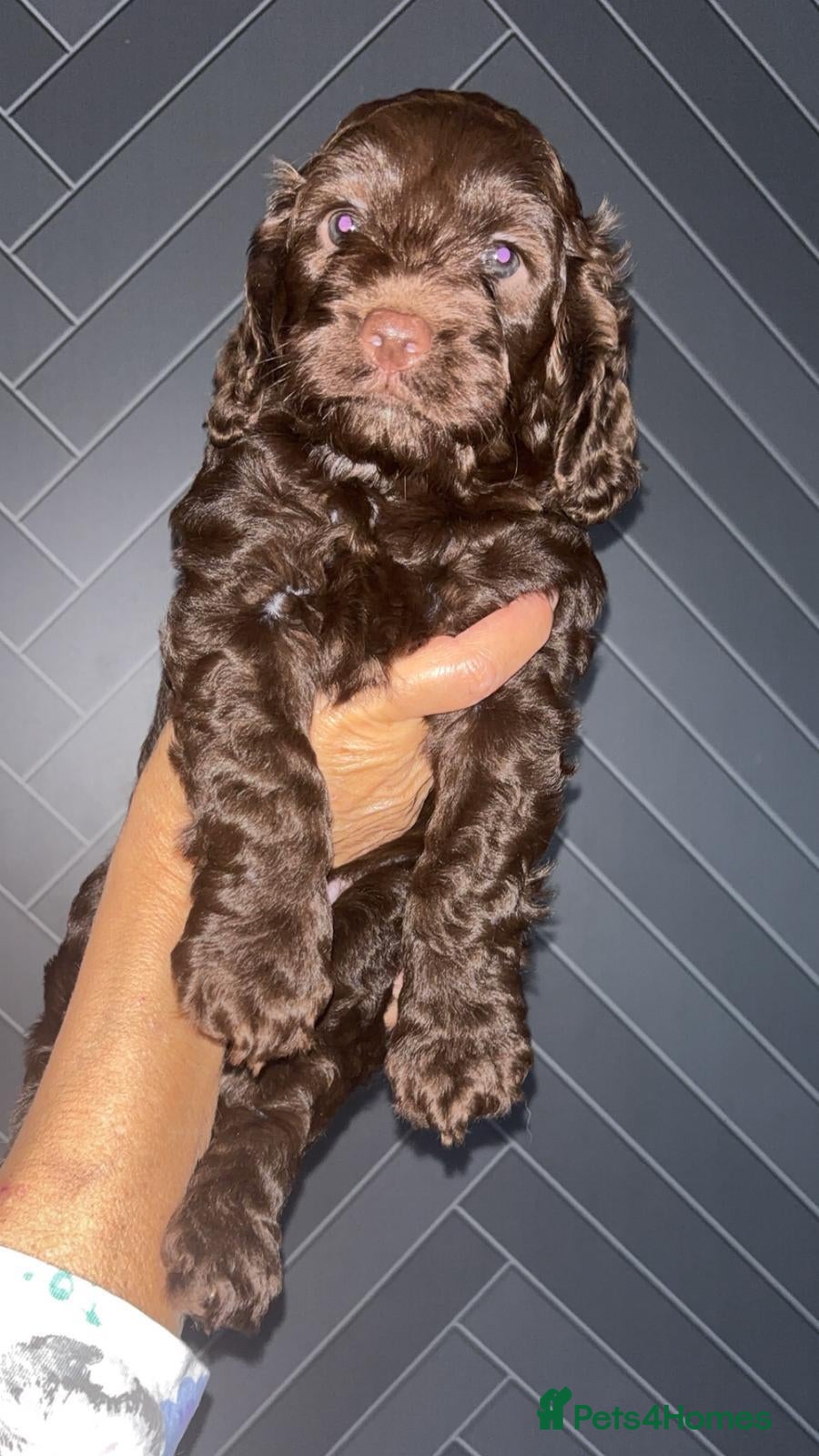 Cockapoo dogs 4 beautiful cockapoo pups all boys - Advert 2